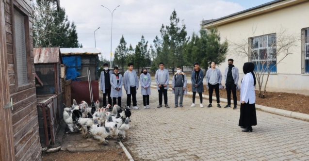 Ders yapmak için ürettiler, okul bahçesini çiftliğe dönüştürdüler