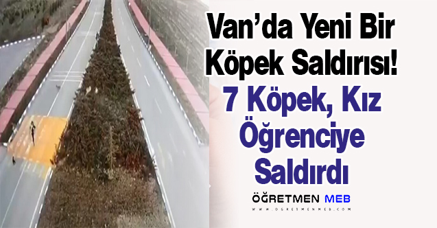 Van'da Sahipsiz Köpekler Kız Öğrenciye Saldırdı