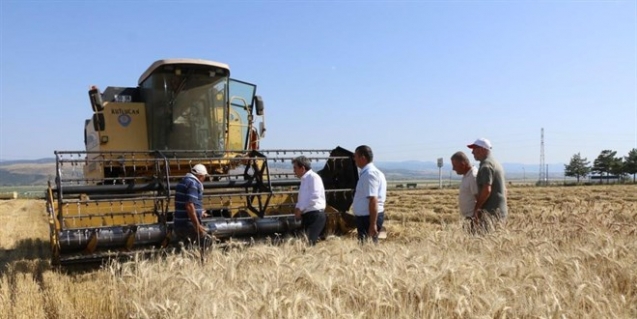 Meslek lisesi 50 çeşit buğday denedi, 40 ton hasat yaptı